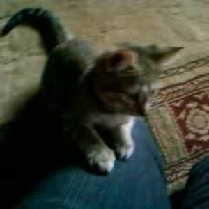 Meet your Posher, Laurie